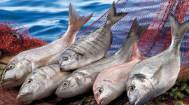 Su ürünleri ve hayvansal mamullerde 2.5 milyar dolar aşıldı