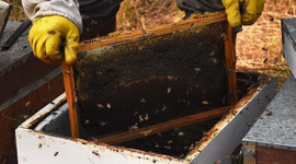 Yağışlar balda rekolte beklentisini artırdı