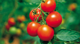 Rusya'ya domates ihracatı arttı