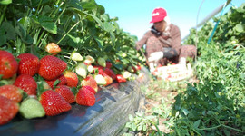 Çilek ihracatı yüzde 95 arttı