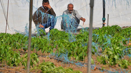 Yağışlardan zarar gören çiftçilere ödeme müjdesi