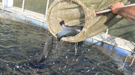 Su ürünleri yetiştiricilerine iyi tarım desteği