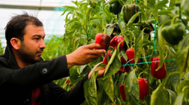 Ürünler tek elde toplanacak