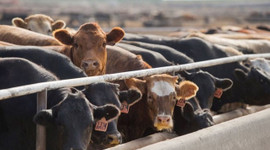 Üreticiye 250 milyon euroluk hibe paketi