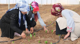 Hollanda’ya meydan okuyacaklar