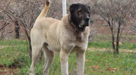 Otomobil fiyatına köpek!