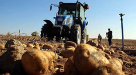 Patates ithalatı İran, Kazakistan veya Mısır'dan yapılacak