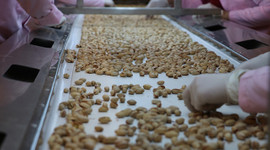 Siirt fıstığı dünyaya açılıyor