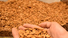 Kayısı çekirdeğinden 17,6 milyon dolar gelir