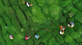 Türk çayı 1,6 milyon dolar kazandırdı