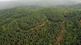 Türkiye'nin orman varlığı 22,6 milyon hektarı geçti