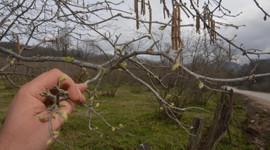 Fındık üreticisinde kar endişesi