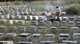 Türk balı kimlik kazanıyor