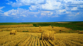Bakanlıktan tarımla ilgili iddialara yanıt!