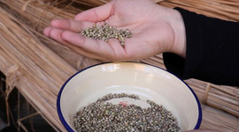 Kilosu bin TL'ye çıktı!