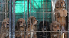 Tanesi 150 bin TL! Bursa'da yetiştiriliyor