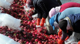 Turp üreticisinin yüzü gülüyor