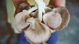 İstiridye mantarı alternatif ürün olacak