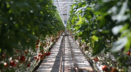 Teknolojik serada üretilip Avrupa'ya satılıyor