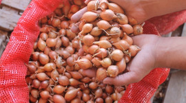 Kuru soğanda sıfır gümrük vergisinin süresi uzatıldı