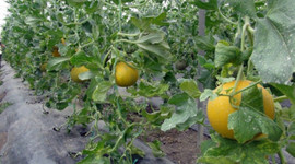 Türkiye'nin ilk kavun hasadı Mersin'de başladı