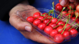 Tanesi 1 liraya satılan erkenci kiraz hediyelik oldu