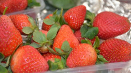 Hatay çileğinde hasat başladı