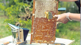 Bal ihracatından 6,3 milyon dolar gelir