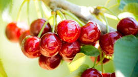 Kiraz ihracatında hedef 300 milyon dolar