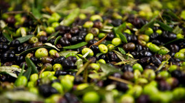 Sofralık zeytinin dörtte biri Almanya'ya ihraç edildi