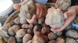 Yoğun yağış sonrası ortaya çıktı! Kilosu 125 TL