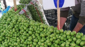 Kilosu 500 liradan 5 liraya düştü