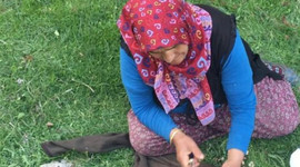 Kuzugöbeği mantarı kilosu 100 TL