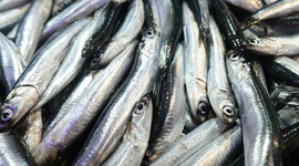 Türkiye'nin hamsi ihracatında lider Fransa