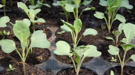 Güneydoğu'da sebze fideleri toprakla buluşuyor