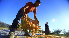 Kuru kayısıdan ilk dört ayda 84 milyon dolarlık ihracat