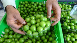 Erik üreticisi fiyattan memnun ancak rekolte düşük