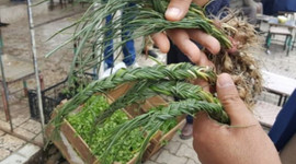 Zuzubak otu, kilosu 600 liradan alıcı buluyor