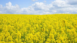 Tarımda katma değeri yüksek üretim hamlesi