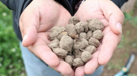 Kilosu 1000 TL'ye çıktı! Getirisi çok yüksek