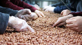 Giresun'dan 50 milyon dolarlık fındık ihracatı