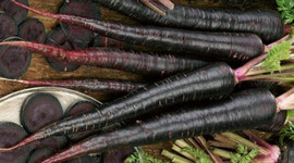 Siyah havuçta hasat heyecanı