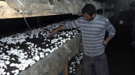 Kilosunu 8 liradan satıyor! Yılda 220 ton üretiyor