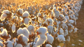 Pamuk üretiminde rekor beklentisi
