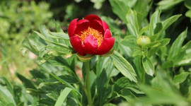 Koruma altına alındı! Koparana 60 bin 163 lira ceza