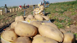 Kuraklığa dayanıklı patates geliştirildi