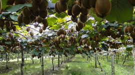 Yüzde 25 hasar var! Üreticiler başvuru yapabilir