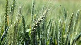 Türkiye ekonomik bitki türlerinin gen merkezi