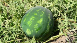 Hasadına başlandı! Tüm Türkiye'ye dağıtılıyor