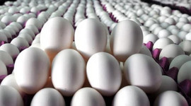 Yumurtanın fiyatı 22 kuruşa kadar düştü